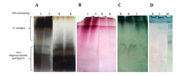 Gel Electrophoresis Profile of Purified S and R-LPS With Different Staining Methods