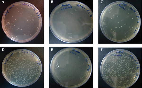 Figures A – C, show the transformation products of E. coli TOP10 containing pZFN, transformed with pTZ57R, on amp-kana, kana and amp-Containing Media; figures D – F, Display the Transformation Products of E. coli TOP10 containing the pP15A, kanaR vector transformed with pTZ57R on the same media; the number of colonies on amp-kana and amp in the case group significantly decreased compared to the control group. The High rate of bacterial growth on kana-containing media ensures that the transformants did not lose their kanaR plasmids.