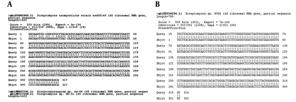 A): Sequence Alignment of Streptomyces Zaomyceticus Strain xsd08149 in the NCBI Database Sequences With Ks8Sequence Active Actinomycete Isolate. B): Sequence Alignment of Streptomyces sp. HVG6 in the NCBI Database Sequences With L1 Sequence Active Actinomycete Isolate.