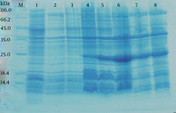 Lane M: protein marker; lane 1, 2: E. coli (BL21) containing pET43.1a+ not induced and induced by IPTG, respectively; Lane 3: cells containing constructed vector not induced; Lane 4 - 8: cells containing constructed vector induced by IPTG for 1, 2, 4, 8 and 10 hours, respectively.