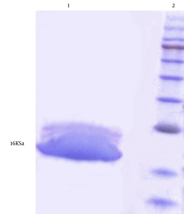 Lane 1: Recombinant truncated protein D with a molecular weight of 16 kDa, purified with Ni-NTA affinity chromatography, Lane 2: Protein marker.