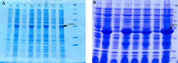 A) Expression of a 24-kDa recombinant PapG with determined using SDS-PAGE in lanes 2, 4, 6, and 8 and un-induced samples are shown in lanes 1, 3, 5, and 7. M, protein size marker. B) An SDS-PAGE analysis shows a 34-kDa recombinant PapG.AcmA fusion protein in lanes 2, 4, 6, and 8 and un-induced samples in lanes 1, 3, 5, and 7. M, protein size marker.