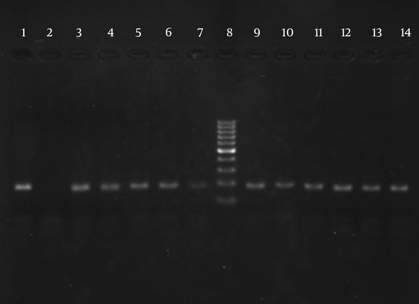 Lane 1, positive control of standard M. tuberculosis strain (H37Rv ATCC 27294); Lane 2, negative control; Lane 8, DNA size marker with bands at 100-bp intervals starting at 100 bp; and other lanes show the PCR products of the M. tuberculosis isolate.