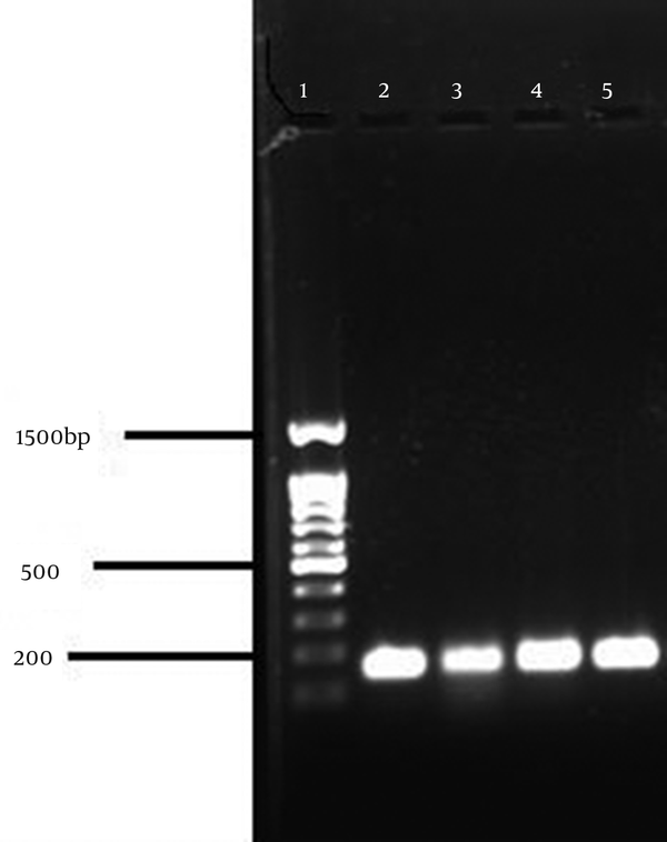 1, Marker, 100 bp; 2, S. aureus ATCC 33591 (147 bp); 3-5, Positive clinical strains.