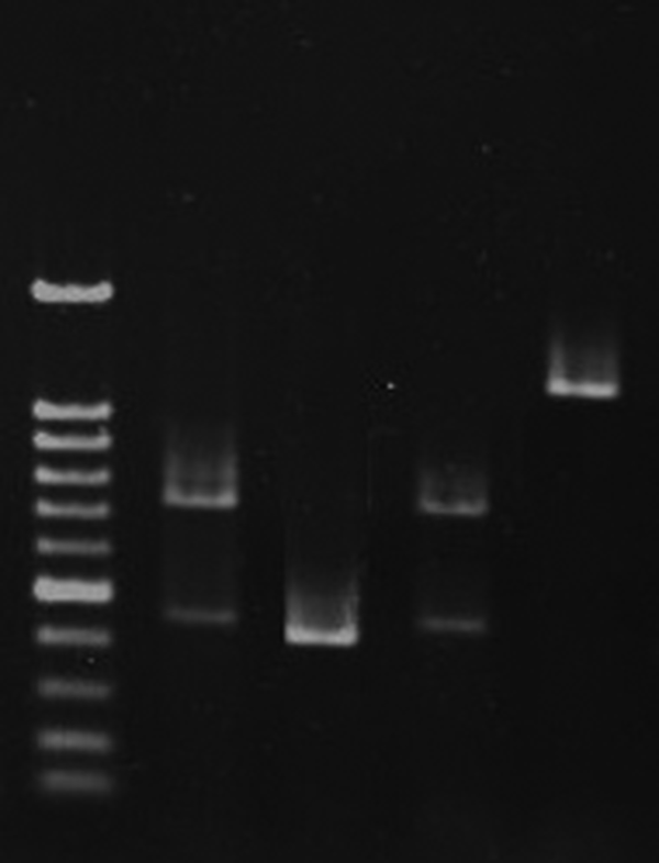 Lane M, 100 bp-DNA ladder; Lane one, L. rhamnosus; Lane two, L. plantarum; Lane three, L. rhamnosus; Lane four, L. reuteri.