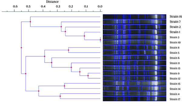 Dendrogram Constructed With the UPGMA Method Using Genetic Distances Obtained by the REP-PCR Analysis of K. pneumoniae Isolates Carrying blaCTX-M-15