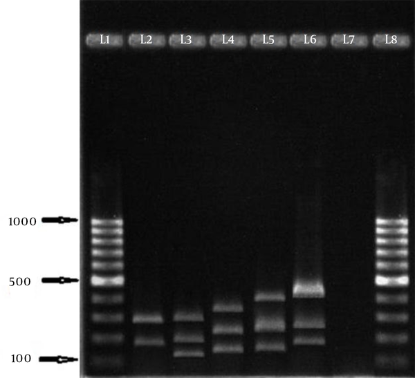 Left to right lanes 1 and 8: 100 bp DNA ladder. Lanes 2 - 6: digested PCR products (490 - 810 bp). Lane 7: negative control.