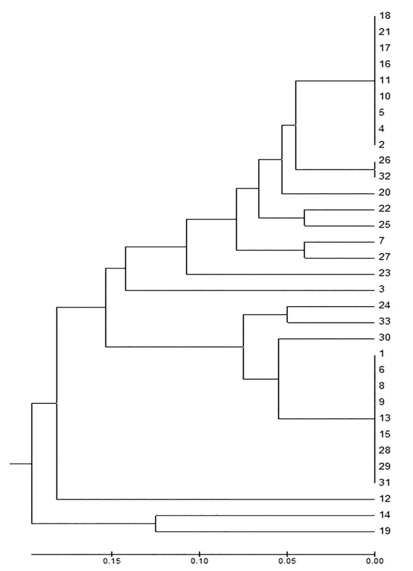 Dendrogram of the Isolates