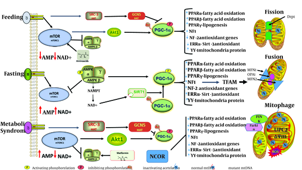Dynamics of Mitochondria Adaptation to Different Nutrition States