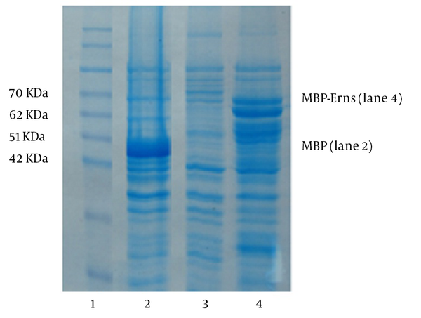 The molecular weight marker is shown in Lane 1. Lane 2 indicates a control colony (containing only pMAL-c2X) expressing MBP (50 KDa). Lanes 3 and 4 belong to bacteria expressing the MBP-Erns fusion protein before and after induction by IPTG, respectively. The expression of a protein of about 66 kDa, corresponding to the predicted molecular weight of MBP-Erns is shown in lane 4.