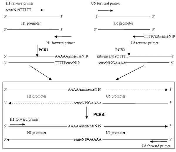 Schematic Representation of the Overlap Extension PCR Amplification With DNA Pol III Promoters H1 and U6