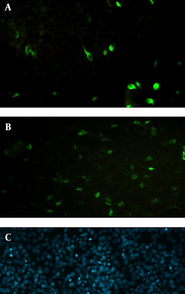 The cells were previously electroporated with pVAX-fliC and detected using mouse anti-fliC antibody and FITC-labeled goat anti-mouse IgG antibody. DAPI was used for staining the nuclei of Hela cells (C).