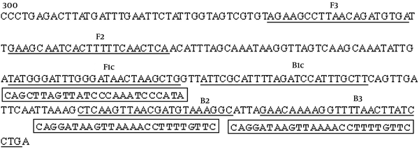 Positions of LAMP Primers on the cAMP Gene