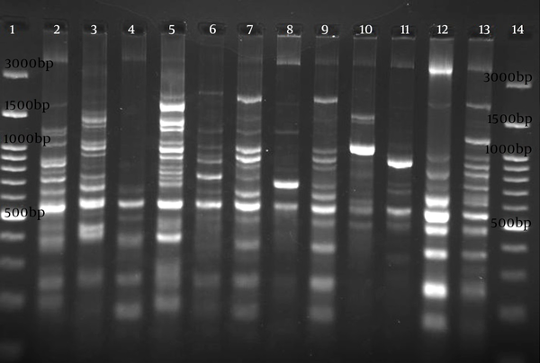 Line 1, 14 DNA ladder (3000-100 bp), lines 2-13 showed 12 different RAPD types.
