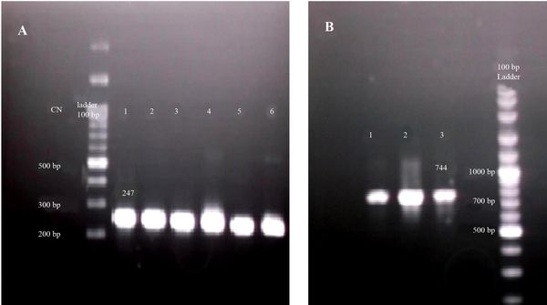 A, as a confirmatory step before further evaluation, an in-house nested PCR was employed and a band at 247 bp was indicative of positive HCV infection (numbers 1 - 6). B, NS3 amplification by nested PCR for 3 patients indicated sufficient amplification of the protease domain by appearance of 744 bp band. CN: control negative.