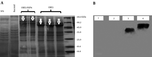 A: Analysis of the expression of truncated ORF2-NSP4 and truncated ORF2 proteins by Sodium Dodecyl Sulphate-Polyacrylmide Gel Electrophoresis. The expressed proteins (truncated ORF2-NSP4 and truncated ORF2 proteins) were analyzed by 12% SDS-PAGE and stained with Coomassie Brilliant Blue. The truncated ORF2 and truncated ORF2-NSP4 proteins were respectively seen at about 56 KDa and 74.5 KDa using a Pierce TM Unstained Protein MW Marker (Thermo Fisher Scientific, USA). B: Expression of truncated ORF2-NSP4 and truncated ORF2 proteins in SF9 cells. The analysis of western blot results showed the size of expressed proteins (truncated ORF2 and truncated ORF2-NSP4 proteins) in baculovirus expression system which were respectively 56 KDa and 74.5 KDa. 1: SF9; 2: Bacmid; 3: Truncated ORF-2; and 4: Truncated ORF2-NSP-4.