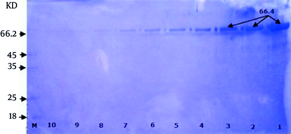 Lane M, protein molecular weight marker; lane 1- 10, purified NS1 protein in fractions