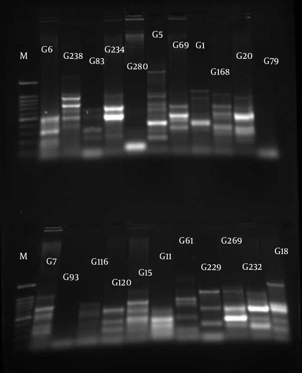 M, 100 bp DNA ladder plus (SinaClon, Iran); G lines, Pseudomonas aeruginosa isolates from Golestan Hospital.