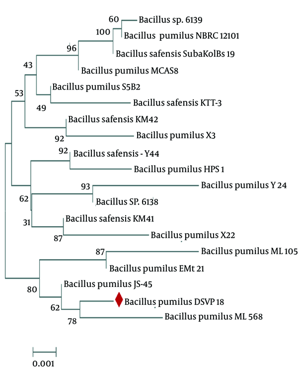 The Phylogenetic Tree of Bacillus pumilus DSVP18 Constructed Using the Neighbor-Joining Method (MEGA 6 Software)