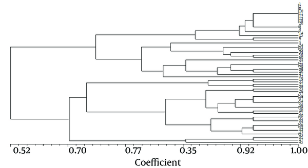 A dendrogram was generated based on the band-matching coefficient of Dice, SAHN, and clustering in the unweighted pair group method with arithmetic averages.