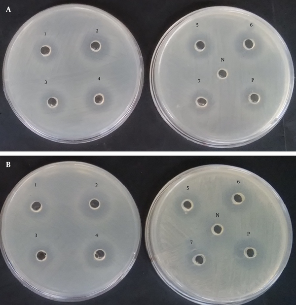 A, Antimicrobial activity with no treatment against ETEC H10407; B, EHEC O157:H7 EDL933. Well 1, L. fermentum S1; Well 2, L. fermentum S2; Well 3, L. fermentum S8; Well 4, L. fermentum S16; Well 5, L. paracasei S14; Well 6, L. plantarum S17; Well 7, L. rhamnosus S19; Well P, positive control (L. rhamnosus GG); Well N, negative control (sterile MRS broth).