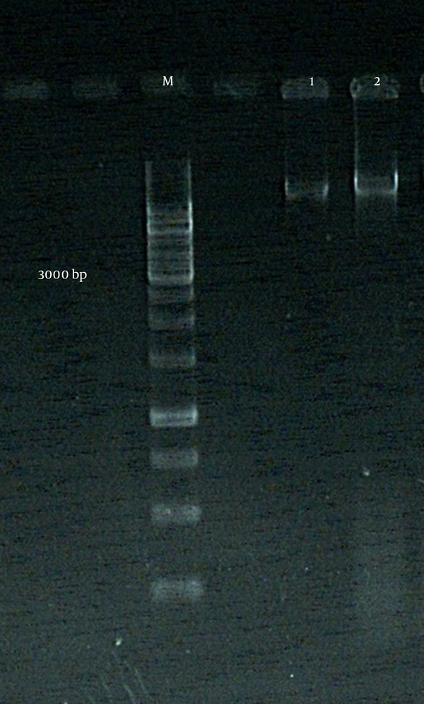 Lane M: GeneRuler™ 1 kb DNA ladder (fermentas); lane 1, 2: extracted genome of S. platensis.