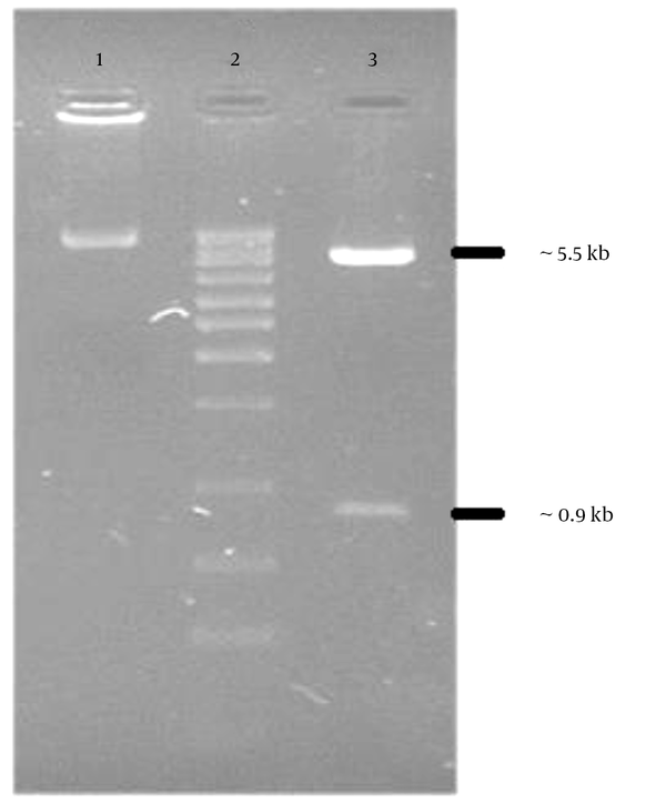 The recombinant plasmid (pc-NS3) was digested with Xho I and Hind III. The digested plasmid were separated on 1.5% agarose gel and visualized after ethidium bromide staining. Lane 1, undigested pc-NS3; lane2, 1kb DNA ladder marker; lane 3, pc-NS3 digested yields 5.5 kb and 0.9 kb restriction fragments.