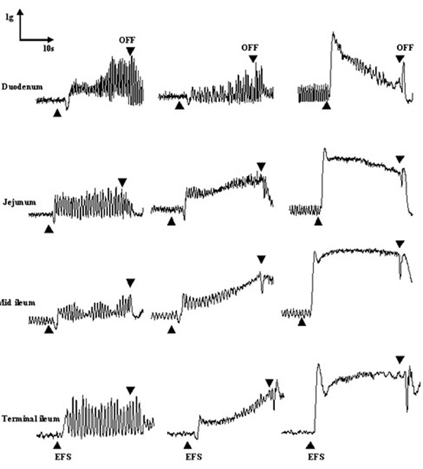 Representative tracings showing the initial relaxation and subsequent contractile response to EFS for 1 min at 0.4, 1.0 and 10.0 Hz, 30.0 v and 0.5 ms width in the duodenum, jejunum, mid ileum, and terminal ileum of the rat small intestine.