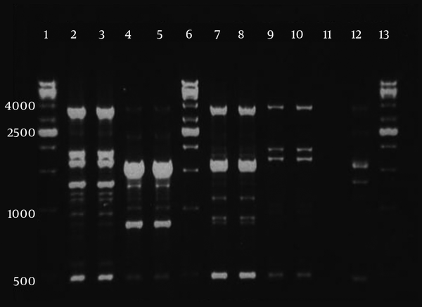 For each clone, double fingerprints are shown. Lanes 1, 6, and 13, 1 kb DNA ladder; lanes 2 and 3, clone A; lanes 4, 5, clone B; lanes 7 and 8, clone C; lane 9 and 10, clone D; lane 11, negative control; lane 12, A. baumannii NCTC 12156 (ATCC 19606).