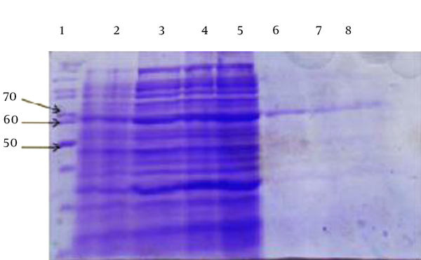 Lane 1, protein marker; Lane 2, pET32a-arCagA before induction (2.5 μg/well); Lanes 3 - 5, pET32a-arCagA after 2 - 4 hours (2.5 μg/well); Lane 6 - 8, elution of arCagA protein through the Ni-NTA column.
