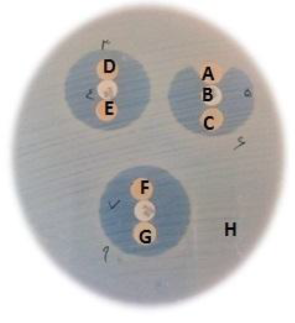 A: positive result, B: cefoxitin disk (FOX), C: negative control (E. coli ATCC 25922), D, E, F, G: negative result, H: lawn culture (E. coli ATCC 25922 sensitive to FOX).
