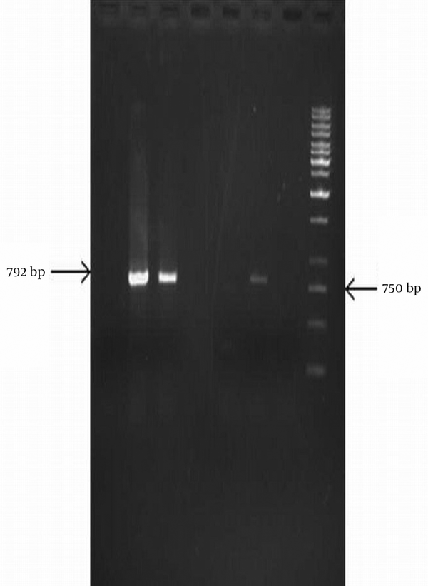 Lane 1,4,5 isolates negative for aadA1 gene, Lane 2, 3 and 6, isolates with aadA1 gene, Lane 7, no DNA and Lane 8 related to size marker (1 kb DNA ladder).