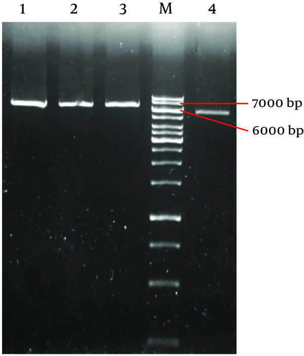 Line 1, 2, 3:Recombinant plasmid digest by sacΙ restriction enzyme.  Line4:empty plasmid digests by sacΙ. M:1kbp ladder