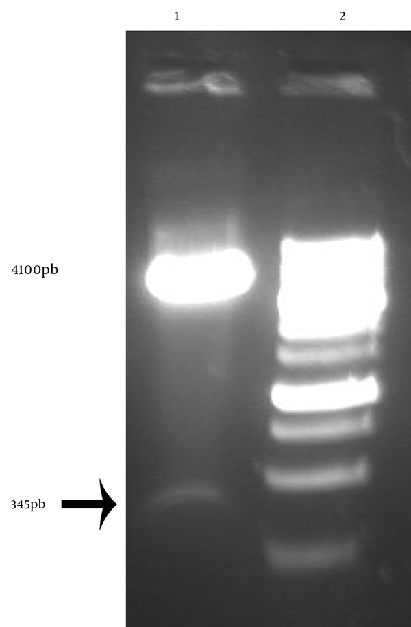 Lane 1: Double digestion of the recombinant pBAD-truncated hpd with XbaI and NcoI restriction enzymes (pBAD: 4100 bp and hpd: 345 bp), Lane 2: 1 kb DNA size marker.