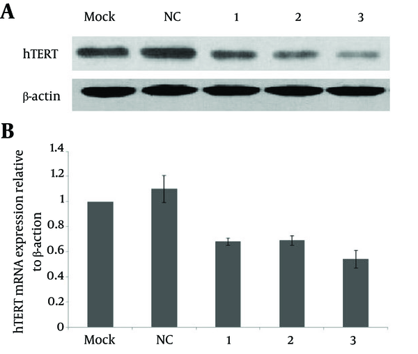 HepG2 cells were transfected with negative control, SEC-1, SEC-3 and SEC-4. A) The protein expression of hTERT was determined by western blot 48 hours later, using β-actin as the loading control B) The relative mRNA levels of hTERT were determined by real-time PCR, with β-actin as the internal control. Mock, calcium phosphate reagent only; NC, negative control; 1-3, SEC-1, SEC-3 and SEC-4, respectively.