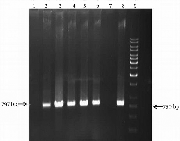 Lane 1 and 7, isolates negative for aphA (6) gene, Lane 2_6 and 8, isolates with aphA (6) genes, Lane 9, size marker (1 kb DNA ladder).