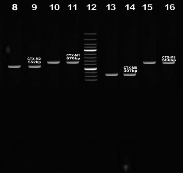 lane12: molecular weight marker (100 bp ladder), lane 9,11,14 and 16:positive control ; lane 8,10,13,15:isolated strains which produced blaCTX-M1 , blaCTX-M2, blaCTX-M8 and blaCTX-M9