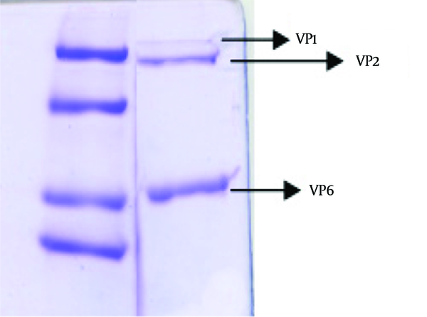 DLP of human rotavirus containing of four proteins including VP1, 2, 3 and VP6, traces mounts of VP3 and not detected by Coomassie Blue staining.