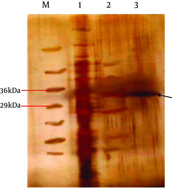 Line 1: Sediment. Line 2: before dialyses. Line 3: after dialyses (purified). Recombinant Ag85B is shown by arrow. Lane M: The Protein size marker