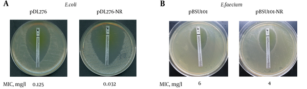A, Nitrofurantoin MIC for DH5α harbored pDL276 or pDL276-NR by E-Test; The E. faecium B42 nitroreductase gene was PCR amplified from genomic wild-type DNA and ligated into pDL276 to generate plasmid pDL276-NR; The plasmids pDL276-NR and pDL276 were transformed into E. coli DH5α cells. Nitrofurantoin MICs of DH5α harbored pDL276 or pDL276-NR were determined by Etest on BHI agar; B, Nitrofurantoin MIC for DH5α harbored pBSU101 or pBSU101-NR by E-Test; The nitroreductase gene was sub-cloned into pBSU101 to generate plasmid pBSU101-NR. Both pBSU101 and pBSU101-NR were transformed into E. faecium ATCC 35667; Nitrofurantoin MICs of DH5α harbored pBSU101 or pBSU101-NR were determined by Etest on BHI agar.