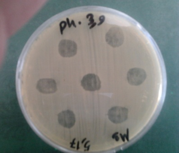 The bacterial lawn was inoculated with different phage dilutions of 10-1 to 10-7.