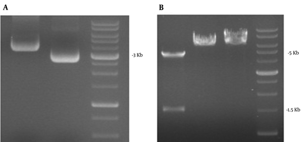 A: ORF2 gene was cloned in pFastBac1. B: Confirmation of subcloned with single and double digestions. The final size of subcloned gene was 6275bp as confirmed by single digestion. The subcloned double digested pFastBac1-ORF2 appeared at 4775 and 1500 bp.