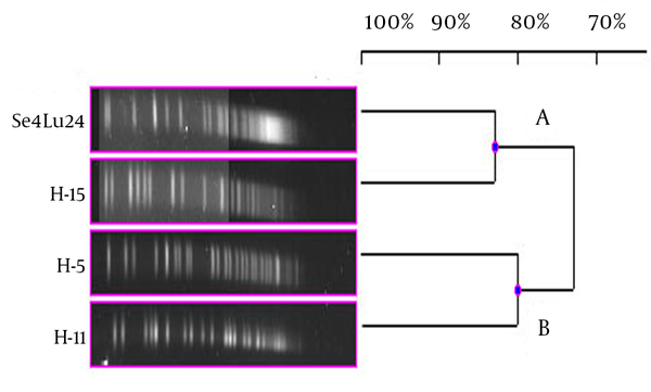 Dendrogram, Showing the Genetic Relationships Between the Bioluminescent V. harveyi Strains Based on the Pulsed-Field Gel Electrophoresis Analysis of the Genomic Restriction Fragments Formed With the NotI-HF™
