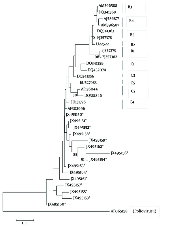 A Phylogenetic Tree Constructed From the VP1 Nucleotide Sequence of the Isolated EV71s From Iran and the Reference EV71 Strains