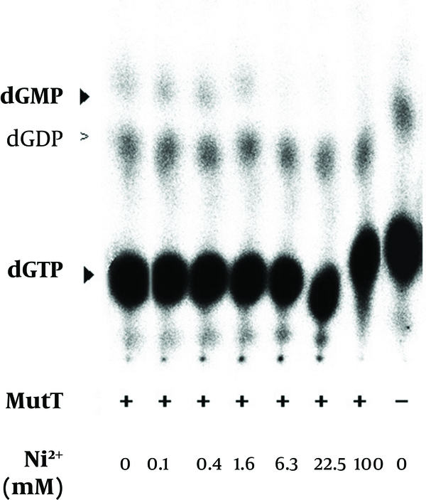 The renatured MutT was subjected with an increasing concentration of nickel in the in vitro assay. Production of dGMP was reduced with an increasing nickel concentration. The negative symbol (-) indicates the reaction without the MutT protein.