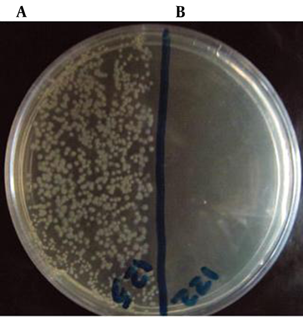 Antibacterial activity of living colonies in the absence (A) and in the presence of lactoferrin (B).