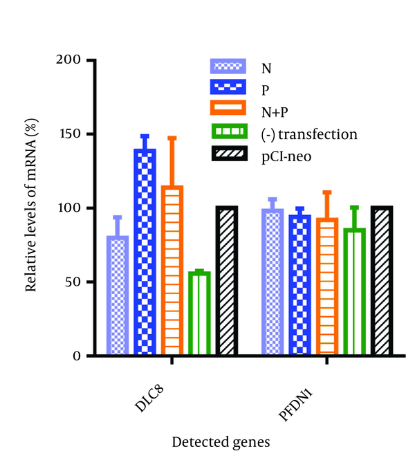 The N2a cells were monotransfected (N and P) or cotransfected with the N and P genes of RABV (N + P).The transfection of the empty expression vector (pCI-neo) and non-transfected cells (-) was set as control.