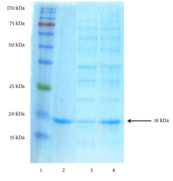 Lane 1: Chromatine prestained protein ladder (SinaClon, Tehran, Iran), Lane 2: rhIFN-β as positive control (ZiferonTM, Zist Daru Danesh, Tehran, Iran), Lane 3: Cell lysates from nonoptimized conditions (consisted of 5 g L-1 glucose, OD600 nm prior induction 3.5 and induction temperature of 37°C) and Lane 4: Optimized conditions (consisted of 7.81 g L-1 glucose, OD600 nm prior induction 1.66 and induction temperature of 30.27°C). The additional band with molecular weight of 18 kDa in periplasmic fraction after induction corresponds to rhINFIFN-β. The arrow indicates the position of rhIFN-β-1b.
