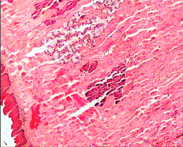 The squamous epithelium of pharynx and seromucinous gland was normal in BALB/c mice treated with 0.5 mg/kg/day b/w dose. H&E ×80.
