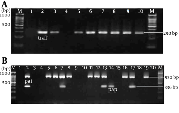 Electrophoresis of PCR Product on 1.8% Agarose Gel; (a) Lanes M: 100-bp DNA ladder as the molecular size marker; lane 1: PCR mix with no template (negative control); lane 2: positive control for traT gene; lanes 3 and 5- 10: the traT gene was detected in UPEC strains; lane 4, traT -negative UPEC strain. (b) Lanes M: 100-bp DNA ladder as the molecular size marker; lane 1: PCR mix with no template (negative control); lane 2: positive control for pap and pai genes; lane 3-4, 9-10, 15, 18 and 20: the pap and pai negative UPEC strains; lanes 5-6, 8, 11-12, 16, and 19: pai-positive UPEC strains; lane 14: pap-positive UPEC strain; lanes 7, 13 and 17: UPEC strains that were positive for both pap and pai genes.